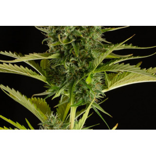 Kush'N Cheese - Auto - Dinafem Seeds - Graines de collection