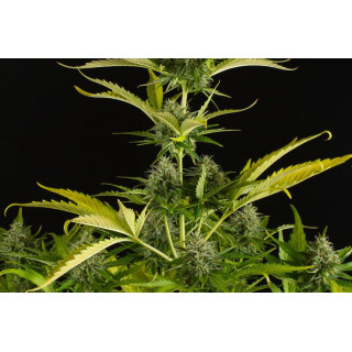 Kush'N Cheese -  Autofloraison - Dinafem Seeds