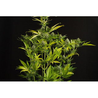 Kush'N Cheese - Auto - Dinafem Seeds - Graines de collection