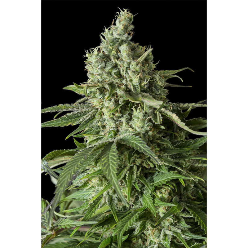Moby Dick CBD - Féminisée - Dinafem Seeds