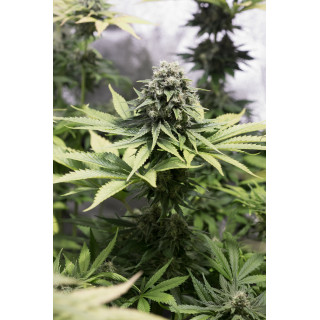 Moby Dick CBD - Féminisée - Dinafem Seeds - Graines de collection