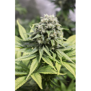 Moby Dick CBD - Féminisée - Dinafem Seeds - Graines de collection