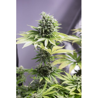 Moby Dick CBD - Féminisée - Dinafem Seeds