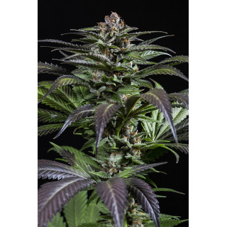 Purps 1 - Féminisée - Dinafem Seeds - Graines de collection