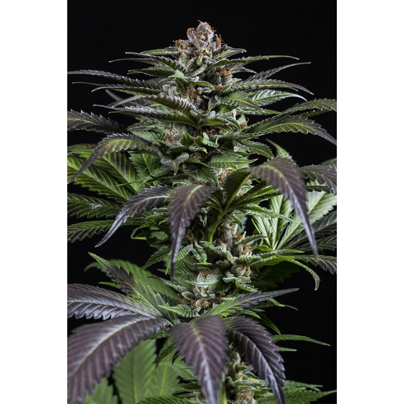 Purps 1 - Féminisée - Dinafem Seeds - Graines de collection