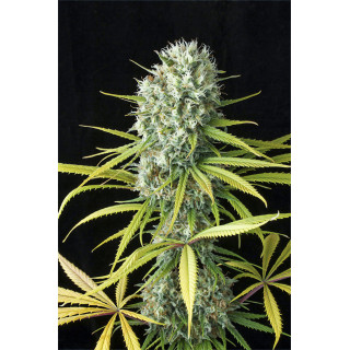 Original Amnésia - Féminisée - Dinafem Seeds