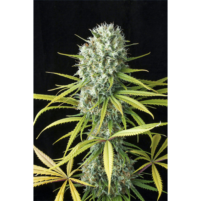 Original Amnésia - Féminisée - Dinafem Seeds