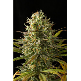 Original Amnésia - Féminisée - Dinafem Seeds - Graines de collection