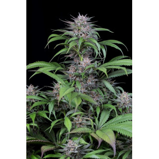 Quick Kush - féminisée - Dinafem Seeds - Graines de collection
