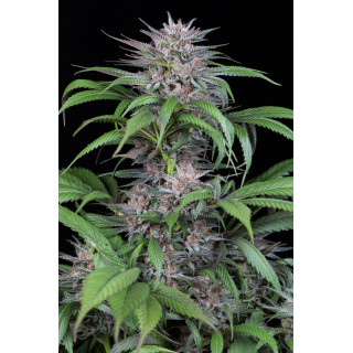 Quick Kush - féminisée - Dinafem Seeds - Graines de collection
