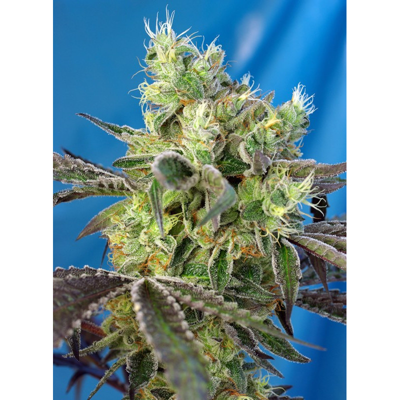 Do-Sweet-Dos - Féminisée - Sweet Seeds