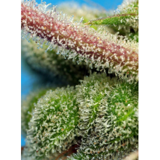 Do-Sweet-Dos - Féminisée - Sweet Seeds