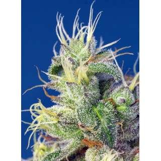 Do-Sweet-Dos - Féminisée - Sweet Seeds