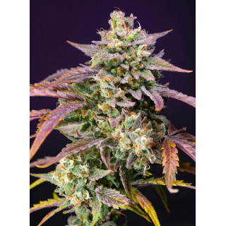 Purple Punch OG XL Auto - Sweet Seeds - Graines de collection