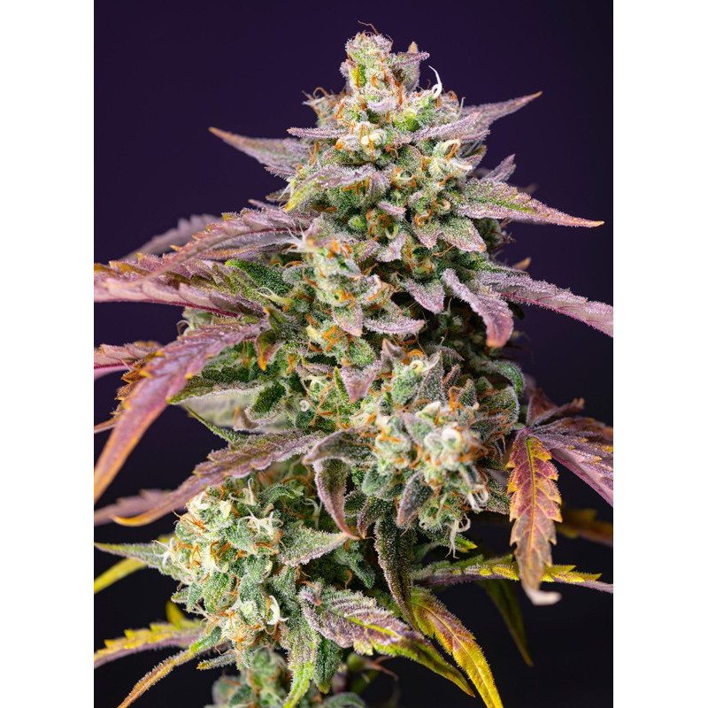 Purple Punch OG XL Auto - Sweet Seeds - Graines de collection