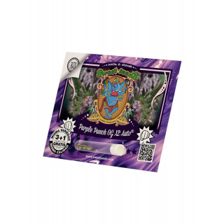 Purple Punch OG XL Auto - Sweet Seeds - Graines de collection