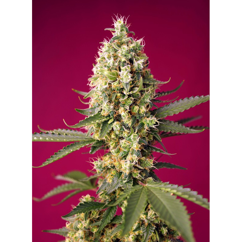 Skywalker OG Runtz XL Auto - Sweet Seeds - Graines de collection