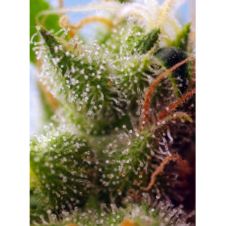 Skywalker OG Runtz XL Auto - Sweet Seeds - Graines de collection