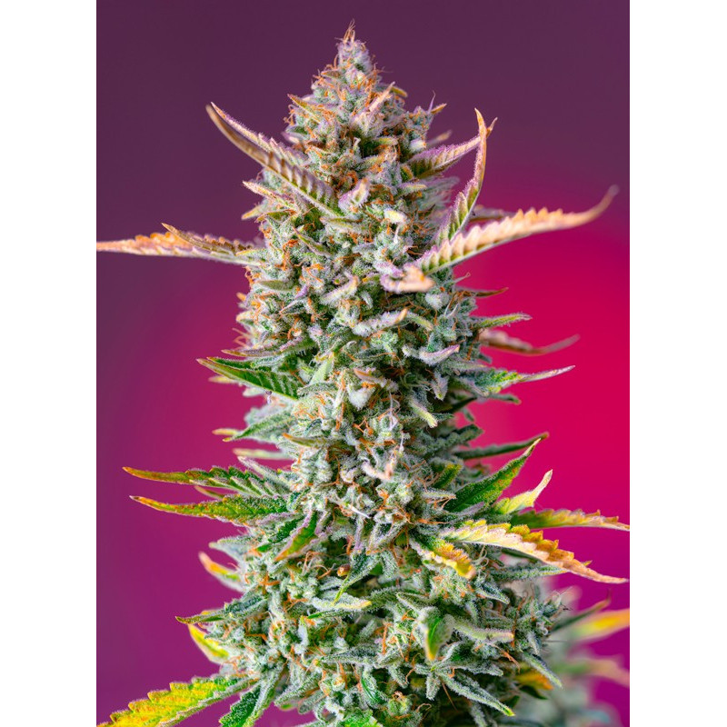 Gorilla Sherbert F1 (Fast Version) - Féminisée - Sweet Seeds - Graines de collection