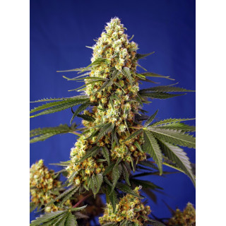 Strawberry Banana Gelato XL Auto - Sweet Seeds - Graines de collection