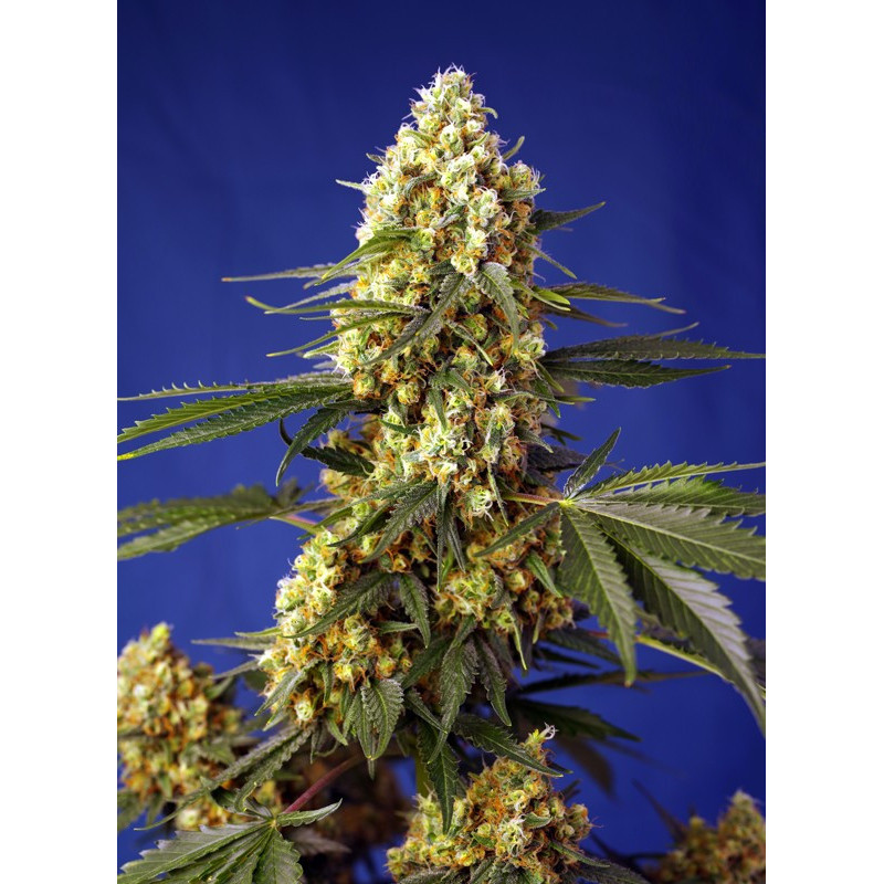 Strawberry Banana Gelato XL Auto - Sweet Seeds - Graines de collection