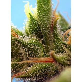 Strawberry Banana Gelato XL - Autofloraison - Sweet Seeds