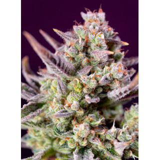 Sweet Zenzation XL - Autofloraison- Sweet Seeds