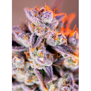 Tropicanna Poison XL - Autofloraison - Sweet Seeds