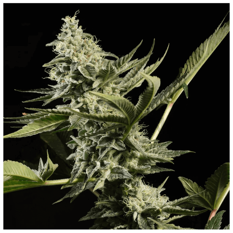 Glowstarz - Feminisée - Paradise Seeds - Graines de collections