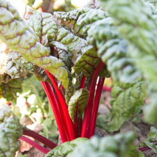 Côte de blette à cardes rouges - Kokopelli