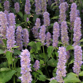 Anis hysope Agastache foeniculum - Kokopelli