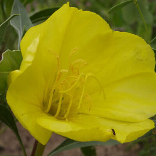 Oenothera macrocarpa - Kokopelli