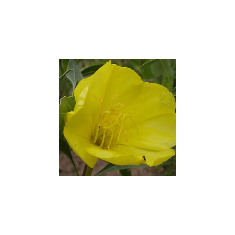 Oenothera macrocarpa - Kokopelli