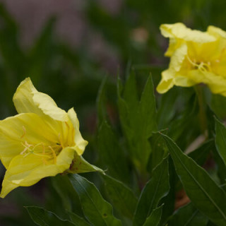 Oenothera macrocarpa - Kokopelli