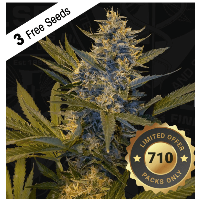 Melon Sicle - Féminisée - TH Seeds - Graines de collection