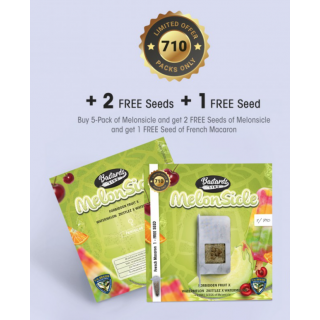 Melon Sicle - Féminisée - TH Seeds - Graines de collection