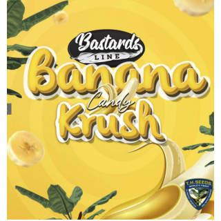 Banana Candy Krush - Féminisée - TH Seeds - Graines de collection