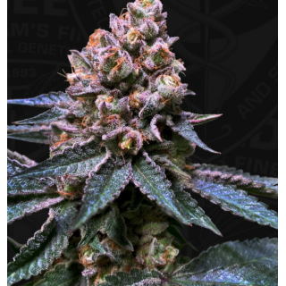 Black Apple Hitchcock Spécial Pack limited édition 5+3 - Féminisée - TH Seeds - Graines de collection