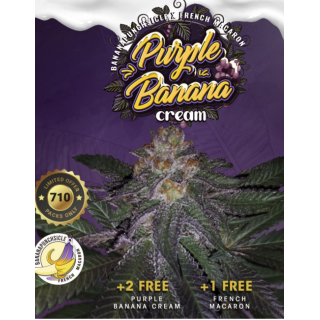 Purple Banana Cream Spécial pack limited édition 5+3 - Féminisée - TH Seeds - Graines de collection
