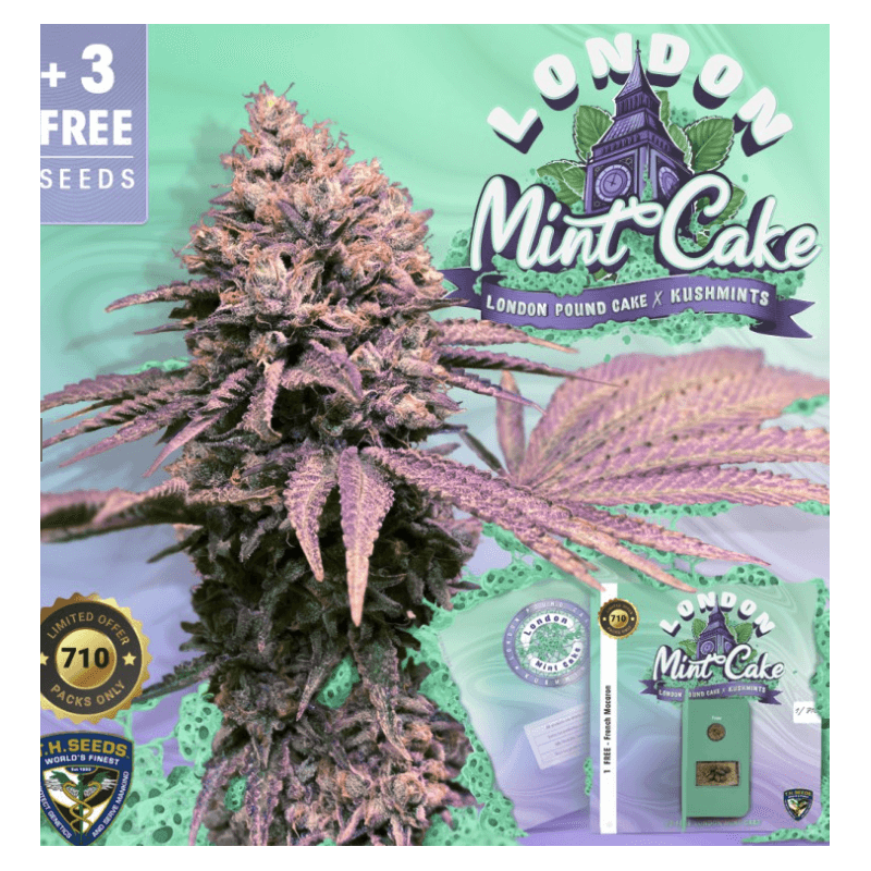 London Mint Cake spécial Pack édition limited 5+3 - Féminisée - TH Seeds - Graines de collection