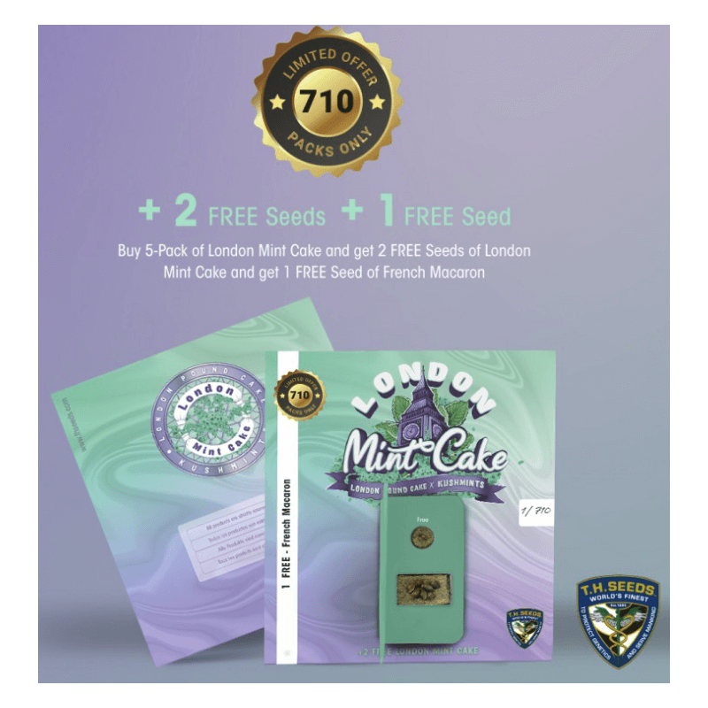 London Mint Cake spécial Pack édition limited 5+3 - Féminisée - TH Seeds - Graines de collection