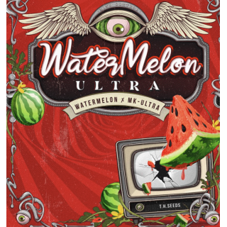 WaterMelon Ultra  - Féminisée - TH Seeds - Graines de collection