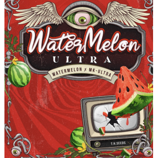 WaterMelon Ultra - Féminisée - TH Seeds - Graines de collection