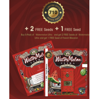 WaterMelon Ultra - Féminisée - TH Seeds - Graines de collection
