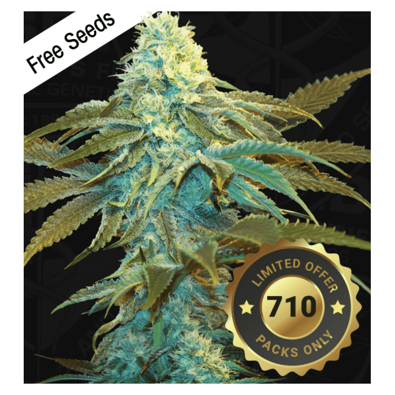 Vanilla Sundae Spécial Pack édition limited 5+3 - Féminisée - TH Seeds - Graines de collection Vanilla Sundae Spécial Pack édition limited 5+3 - Féminisée - TH Seeds - Graines de collection