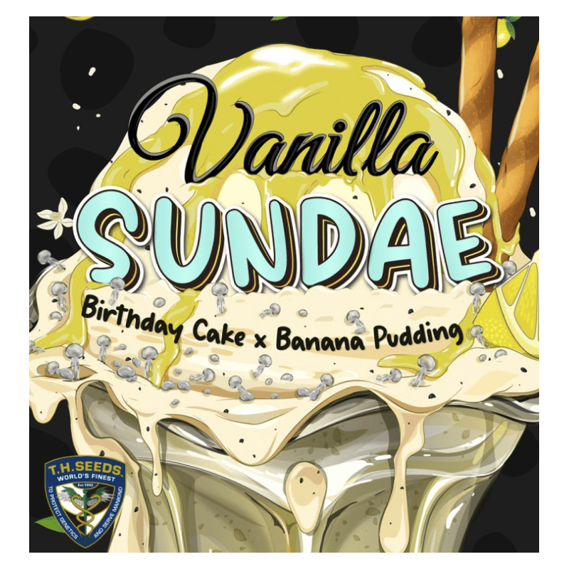 Vanilla Sundae Spécial Pack édition limited 5+3 - Féminisée - TH Seeds - Graines de collection Vanilla Sundae Spécial Pack édition limited 5+3 - Féminisée - TH Seeds - Graines de collection