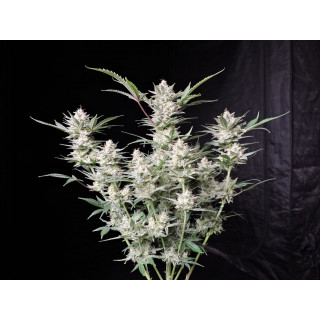 Strawberry Gorilla Auto - FastBuds - Graines de collection