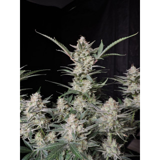 Strawberry Gorilla Auto - FastBuds - Graines de collection