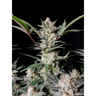 Strawberry Gorilla - Autofloraison - FastBuds