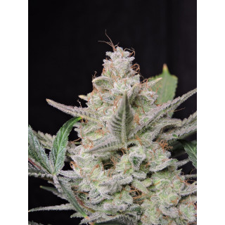 Strawberry Gorilla Auto - FastBuds - Graines de collection